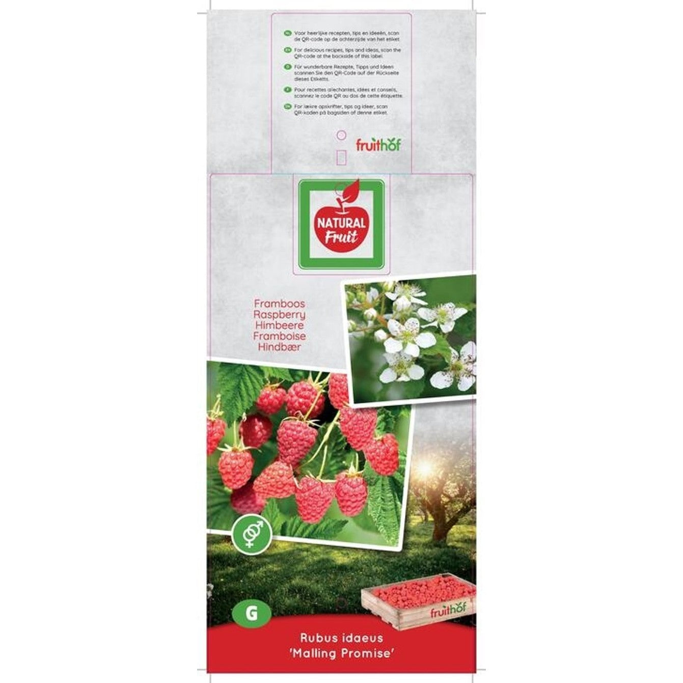 Hallon – Rubus idaeus 'Malling Promise' - 50-60 CM Carry Handle C5
